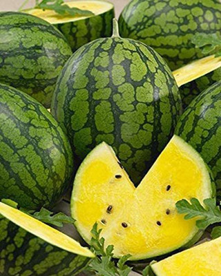 CYBEXIS VXI-87 - Watermelon Fruit Yellow - (450 Seeds) Seed(450 per packet)
