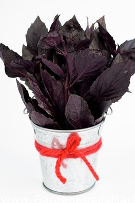 VibeX ® VLR-43 Basil Red Rubin Seeds Seed(1000 per packet)