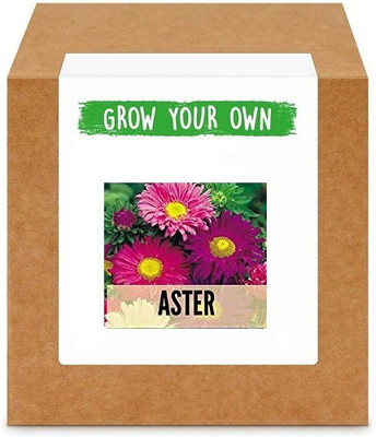 CYBEXIS Aster200 Seeds Seed(200 per packet)