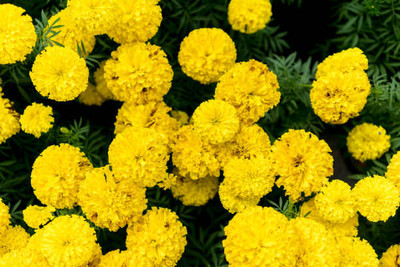 Greenery marigold/gende ka phool flower seeds Seed(75 per packet)
