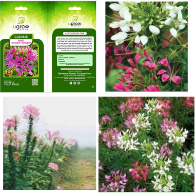 U-GROW INDIA UGROW INIDA MIXED CLEOME SPIDER ENSEMBLE: A RIOT OF COLOR AND CHARM Seed(40 per packet)