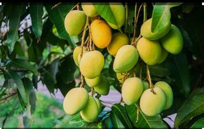 SHYAM Testy Frash. Bari11 MangoFruit Tree Grafted Seed(1 per packet)