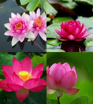 ibains Japanese lotus seeds in water beez 22 Seed(22 per packet)