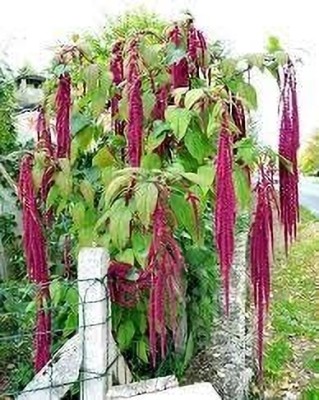 Epazo Amaranthus Love Lies Bleeding Seed(10 per packet)