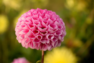 Aywal Dahlia Mixed Seed(70 per packet)