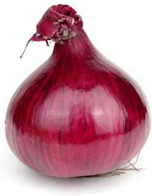 CYBEXIS TLX-75 - Red Grano Onion - (4500 Seeds) Seed(4500 per packet)
