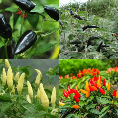 ibains Hybrid green chilli seeds400 Seed(400 per packet)