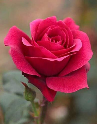CRGO ROSE , GULAAB Seed(20 per packet)
