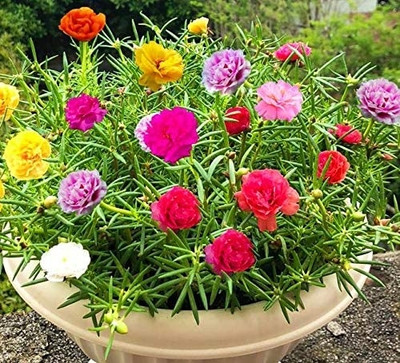 Mozette Exotic portulaca Seed(21 per packet)