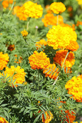 VIVETHAN marigold/gende ka phool flower seeds Seed(50 per packet)