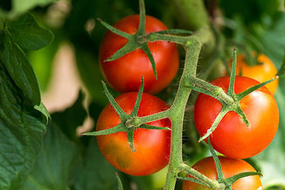 AtoZprintshop tomato Seed(110 per packet)