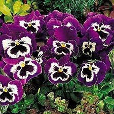 Aywal Osteopermum Mixed Color Flower Seed(50 per packet)