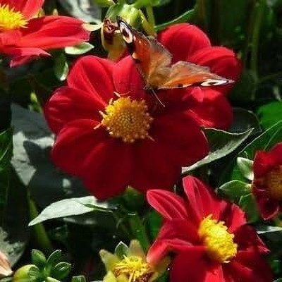 LPR DAHLIA Seed(20 per packet)