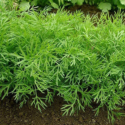 CYBEXIS LX-98 - Bouquet Dill - (2250 Seeds) Seed(2250 per packet)