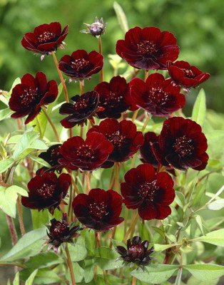 Aywal Cosmos - Double Click Mixed - High Germination Seed(1 g)