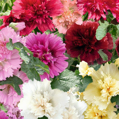 LIFELEX Hollyhock Double Mix Seed - For Home Gardens Seed(24 per packet)