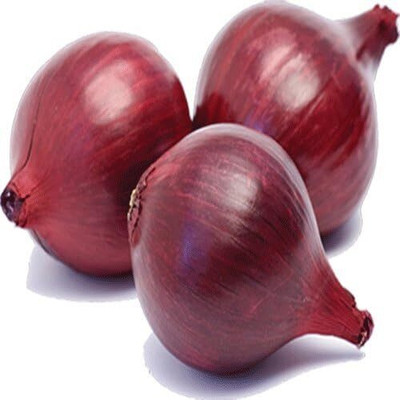 KNESSiN Purple onion Seed(200 per packet)