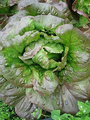 CYBEXIS Rare Lettuce Red Romaine Seeds2000 Seeds Seed(2000 per packet)
