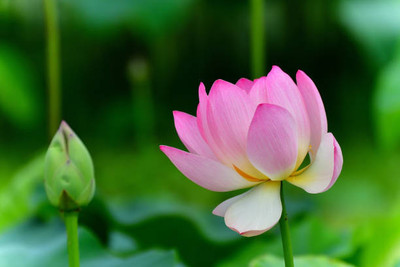 YUGANTAR lotus,kamal gatta Seed(10 per packet)