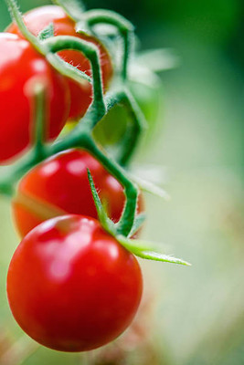 Cadence tomato Seed(95 per packet)