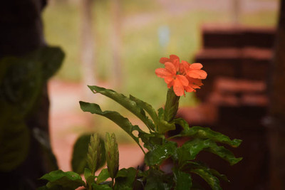 EVERSEED kanakambaram-firecracker-crossandra Seed(13 per packet)