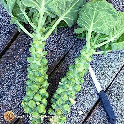 WILLVINE MEH -V Catskill Brussels Sprouts Seeds for Planting [2.5g] Seed(750 per packet)