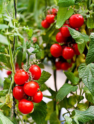 Tindaa tomato Seed(120 per packet)