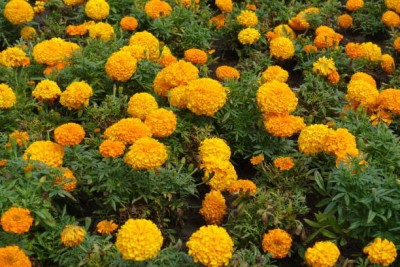 Seedshub marigold,gende ka phool seeds Seed(20 per packet)