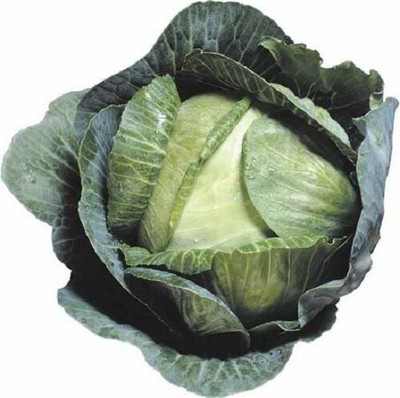 MYLAWN WAKEFIELD CABBAGE Brassica Seed(500 per packet)