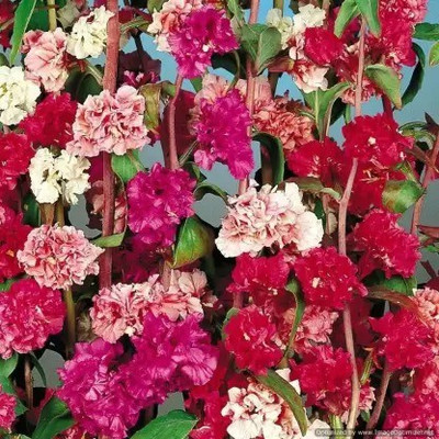 MAA Clarkia Seed(145 per packet)