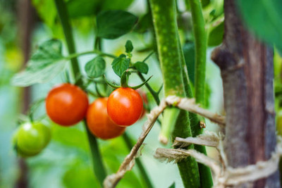 Farmonix tomato Seed(115 per packet)