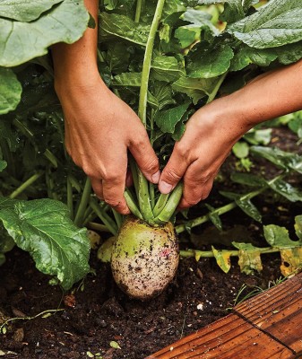 CYBEXIS NBIR-25 - Watermelon Radish - (250 Seeds) Seed(250 per packet)