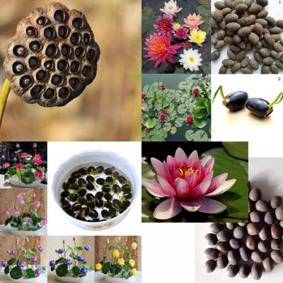 ibains Japanese bonsai lotus seeds biij 10 Seed(10 per packet)