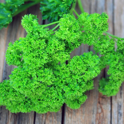 Quentova Curly Leaf Parsley Herb-VISHVA-3B Seed(50 per packet)