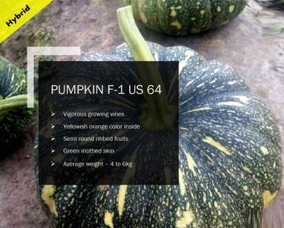 WILLVINE PUMPKIN F-1 PUAS-64 SEEDS(100 Seeds) Seed(100 per packet)