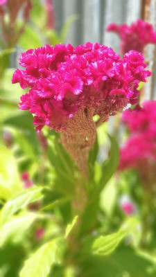 Aywal Celosia Cockscomb Seed(50 per packet)
