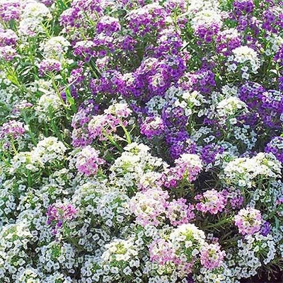 XOLDA Exotic sweet allysum Seed(15 per packet)