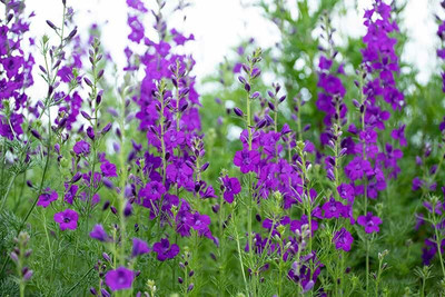 XOLDA Exotic larkspur Seed(30 per packet)