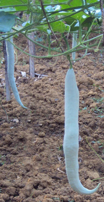 Qualtivate PUA-6A Hybrid Snake gourd Seeds Seed(25 per packet)