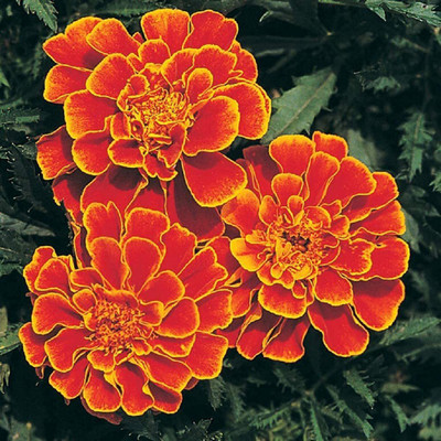 CYBEXIS VVI-72 - Marigold Queen Sophia(Orange) - (750 Seeds) Seed(750 per packet)