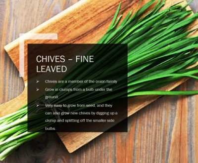 CYBEXIS CHIVES – FINE LEAVED SEEDS(2000 Seeds) Seed(2000 per packet)