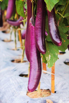 Biosnyg Heat Tolerant Purple Chinese Brinjal (400 Seeds) Seed(400 per packet)