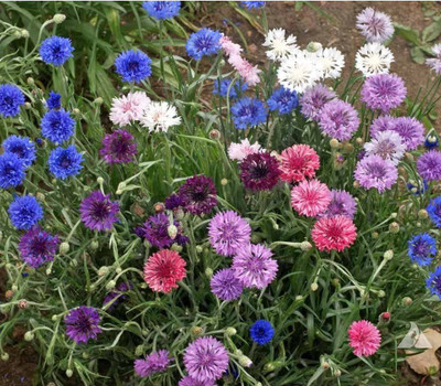 ACCELCROP CORNFLOWER MIXED FLOWER Seed(30 per packet)
