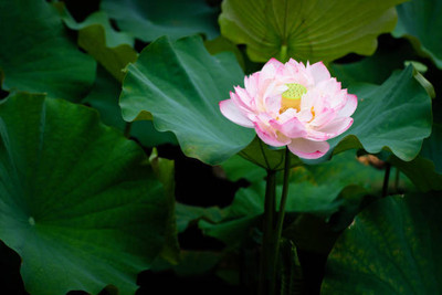 MAA lotus,kamal seeds Seed(5 per packet)