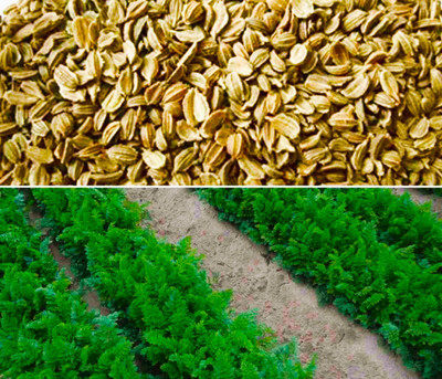 PETALFLEUR Carrot/gajar Seed(50 per packet)