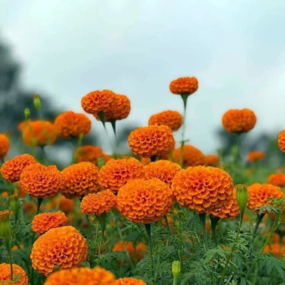 Arshiayat marigold flower all season flower seeds 72 Seed(72 per packet)