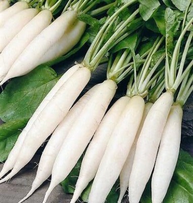 Aywal White Radish (Mooli Ke Beej) Seed(60 per packet)