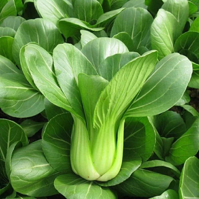 WILLVINE AMR -XI Baby Pak Choi Seeds Chinese Cabbage [2.5g] Seed(750 per packet)