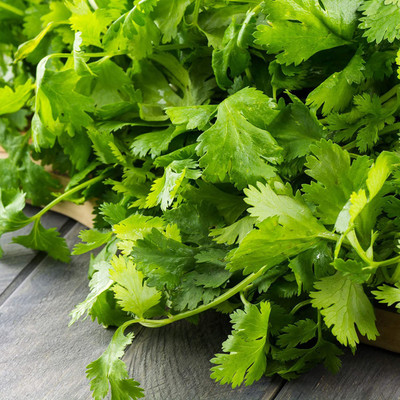 CYBEXIS ATS-16 - Organic Cilantro (Slow Bolt) - (2250 Seeds) Seed(2250 per packet)