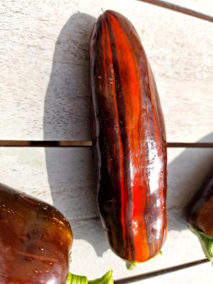 Biosnyg Easy to Grow Chocolate Cherry Pepper Vegetable Seeds For Planting-(4000 Seeds) Seed(4000 per packet)